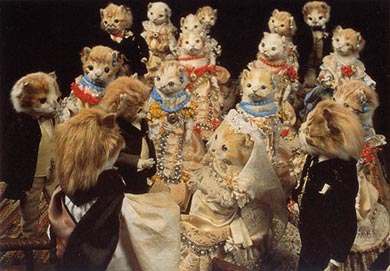 Kitten Wedding