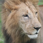 A lion