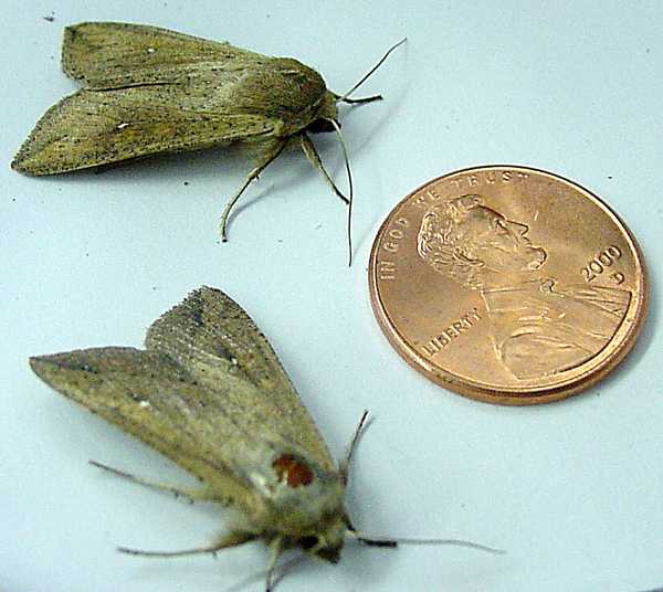 Two moths and a penny.