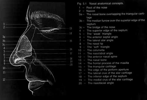 Anatomy of a nose.